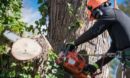 Tree Services